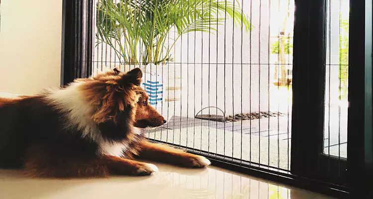 Sliding Screen Pet Door Repair in Newark, CA