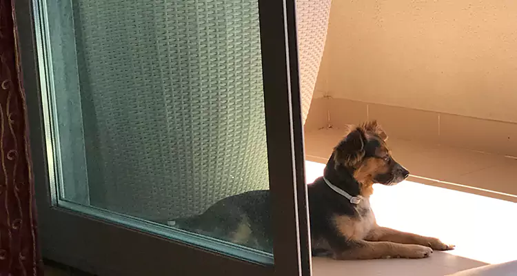French Door Pet Screen Repair in Newark, CA
